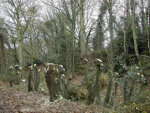 Woodland Felling and Planting