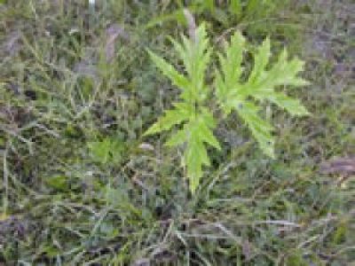 giant-hogweed-seedling