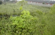 giant-hogweed-in-flower