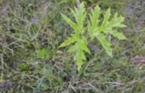 giant-hogweed-seedling