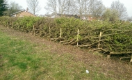 Hedgelaying 1