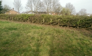 Hedgelaying 2