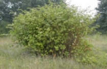 japanese-knotweed