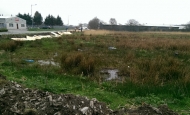 Porthmadog Water Voles 1