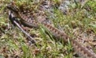 Adder