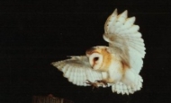 Barn Owl flying