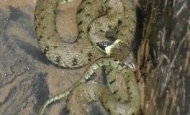 Grass snake