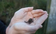 Pigmy shrew