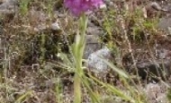 Pyramidal Orchid