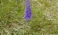 Spiked speedwell