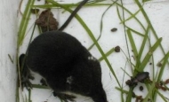 Water shrew