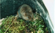 Watervole