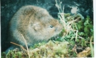 Watervole close up