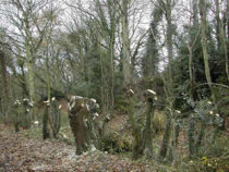 woodlandfelling3